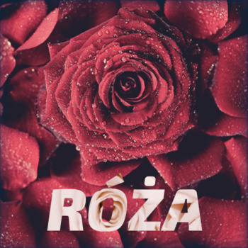 RÓŻA