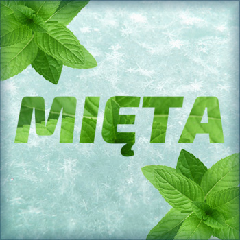 mięta